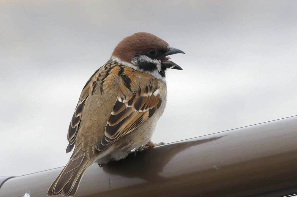鳥の声が聞こえますか？