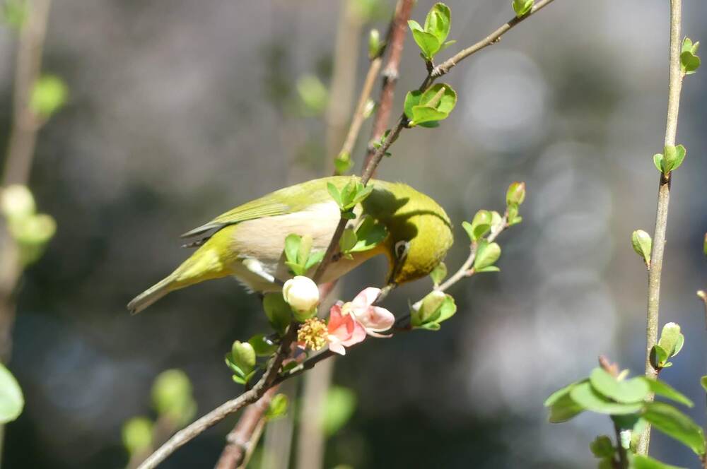 鳥の見つけ方