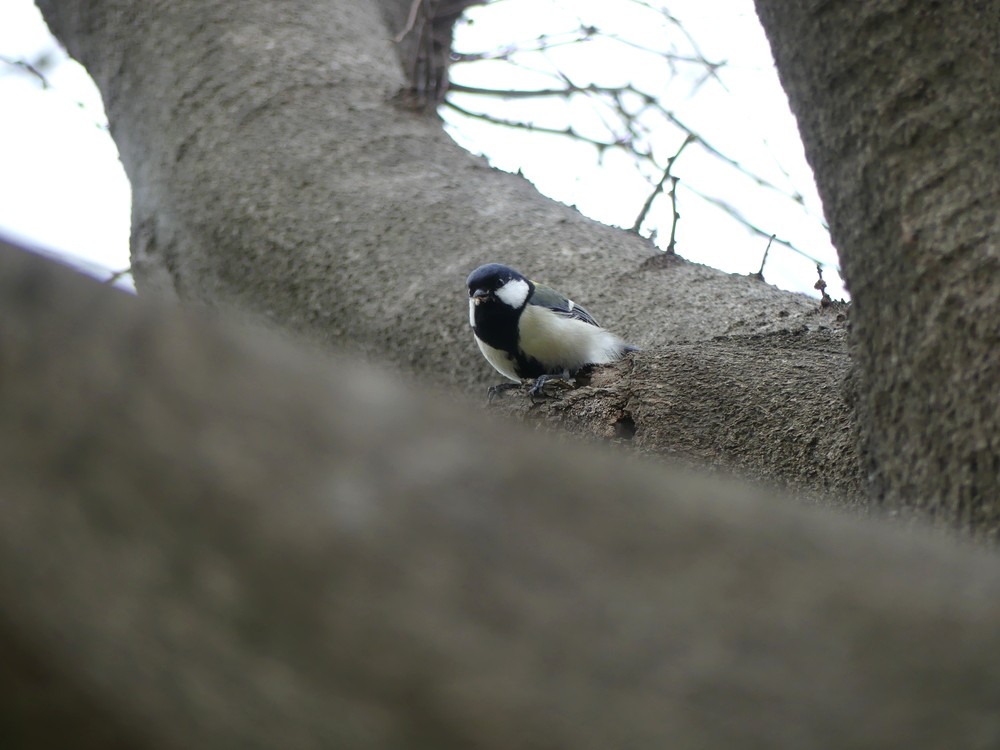 知らない鳥でも見つければ楽しい